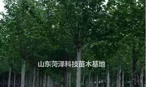 菏泽柴油价格行情-菏泽最新油价