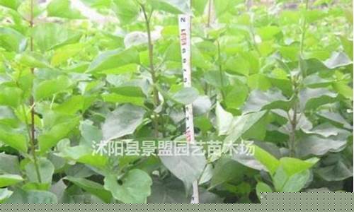 辉县汽油价格哪家低一点-河南省辉县市有几个油厂